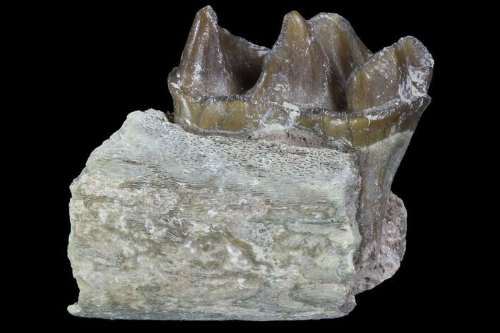 Hyracodon (Running Rhino) Jaw Section - South Dakota #90291